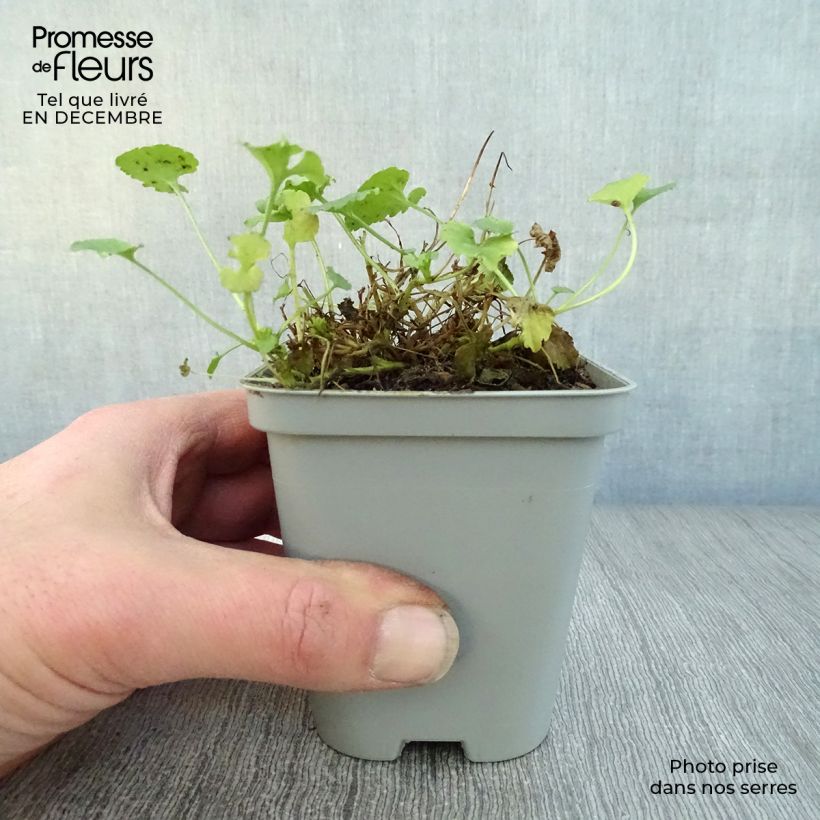 Campanula carpatica Alba 8/9 cm pot sample as delivered in winter