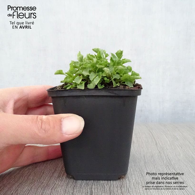 Campanula carpatica 8/9 cm pot sample as delivered in spring