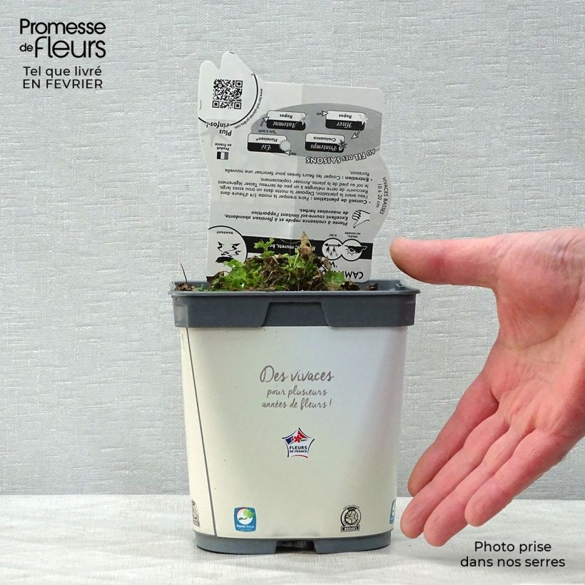 Campanula carpatica White Clips 2L/3L pot sample as delivered in winter