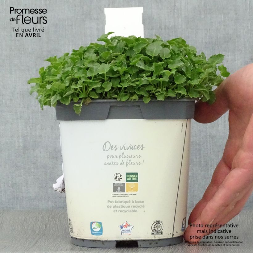 Campanula carpatica White Clips 2L/3L pot sample as delivered in spring