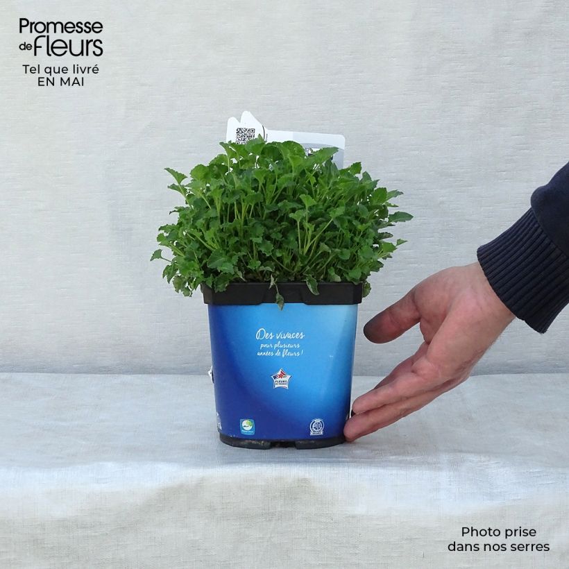 Campanula carpatica Blaue Clips 2L/3L pot sample as delivered in spring