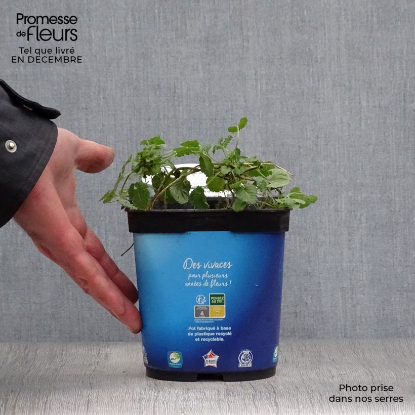 Campanula carpatica Blaue Clips 2L/3L pot sample as delivered in winter