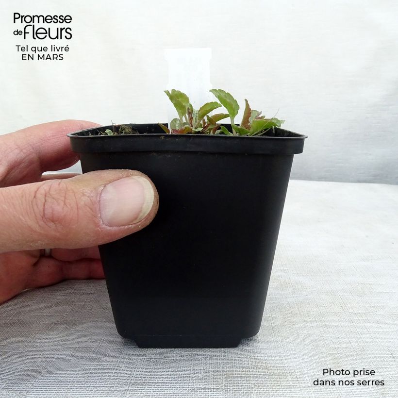 Campanula carpatica var. turbinata Karl Foerster 8/9 cm pot sample as delivered in winter