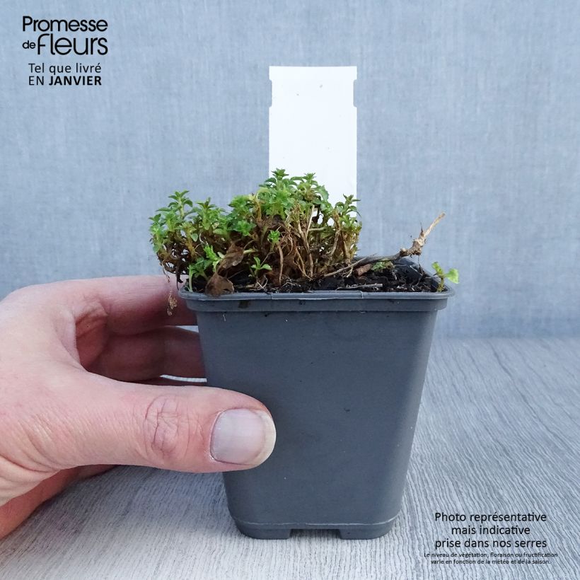 Campanula cochleariifolia Bavaria Blue 8/9 cm pot sample as delivered in winter