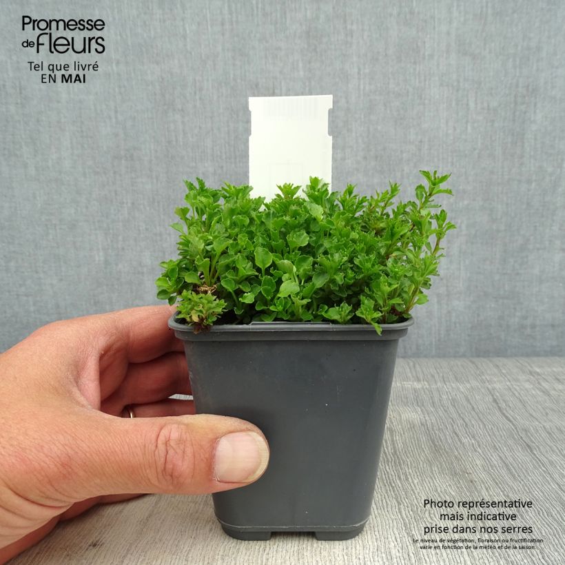 Campanula cochleariifolia Bavaria Blue 8/9 cm pot sample as delivered in spring