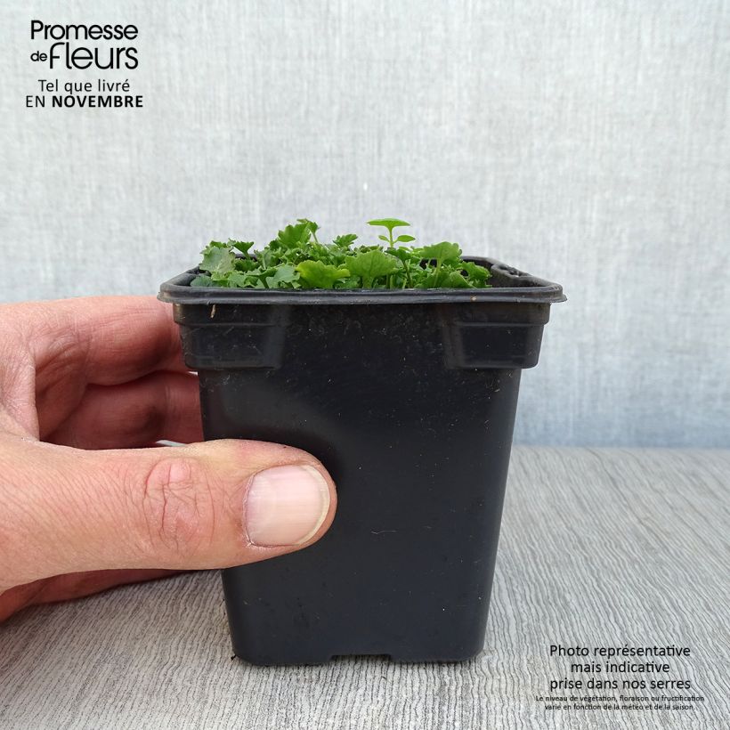Campanula portenschlagiana 7/8 cm pot sample as delivered in autumn
