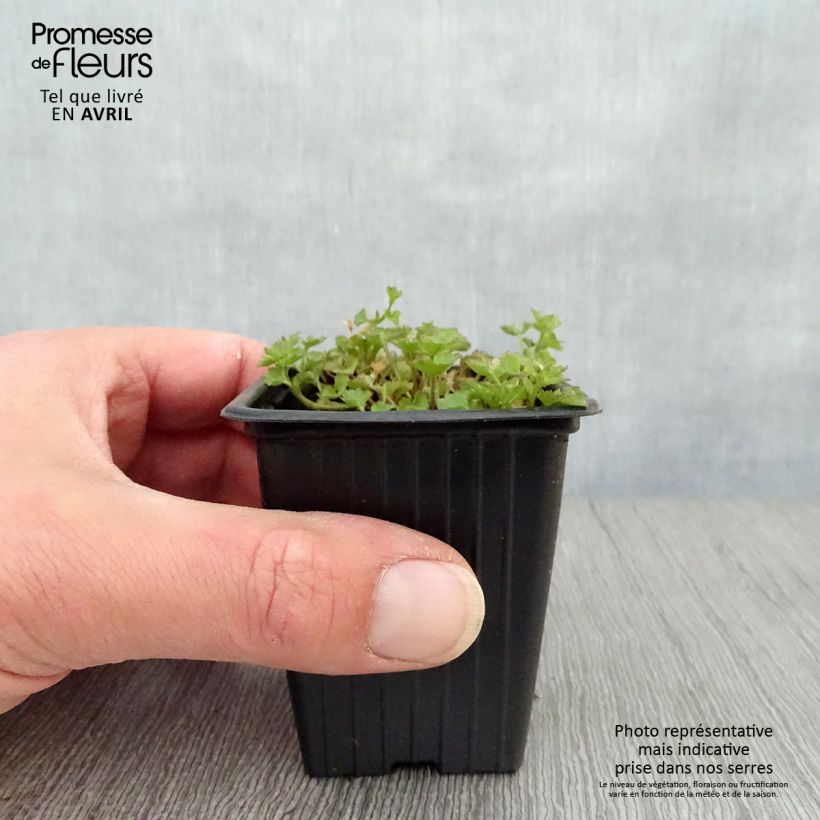 Campanula portenschlagiana 7/8 cm pot sample as delivered in spring