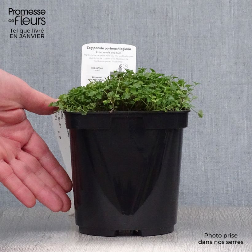 Campanula portenschlagiana 2L/3L pot sample as delivered in winter