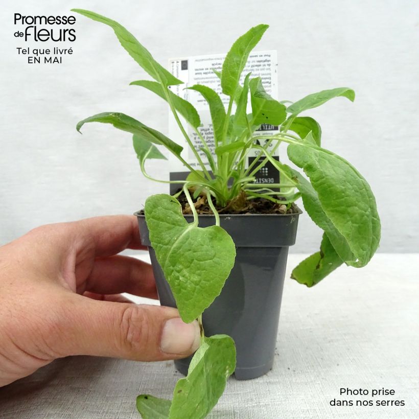 Campanula glomerata Alba 8/9 cm pot sample as delivered in spring