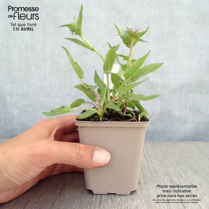 Campanula glomerata Joan Elliot 8/9 cm pot sample as delivered in spring