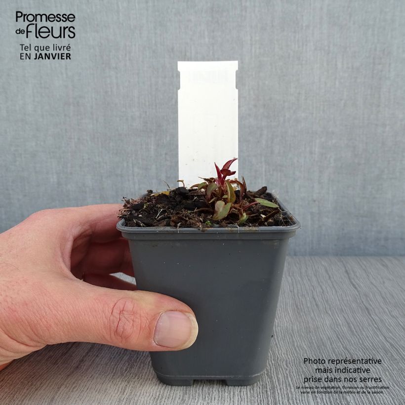 Campanula glomerata var. dahurica 8/9 cm pot sample as delivered in winter