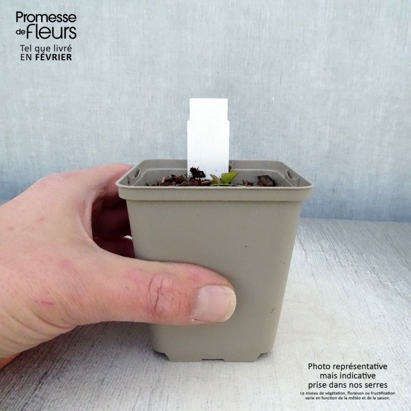 Campanula Iridescent Bells 8/9 cm pot sample as delivered in winter