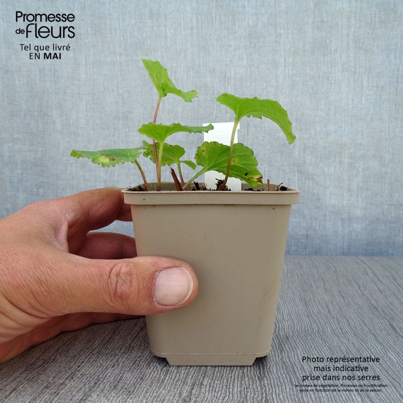 Campanula Iridescent Bells 8/9 cm pot sample as delivered in spring