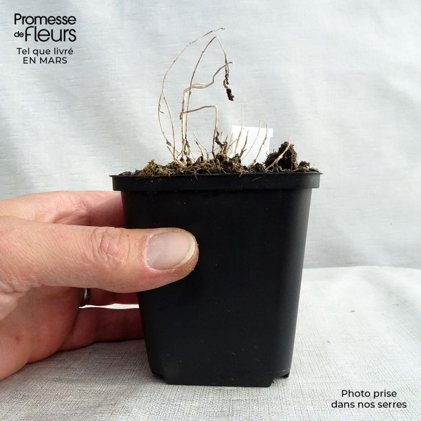 Campanula lactiflora 8/9 cm pot sample as delivered in spring