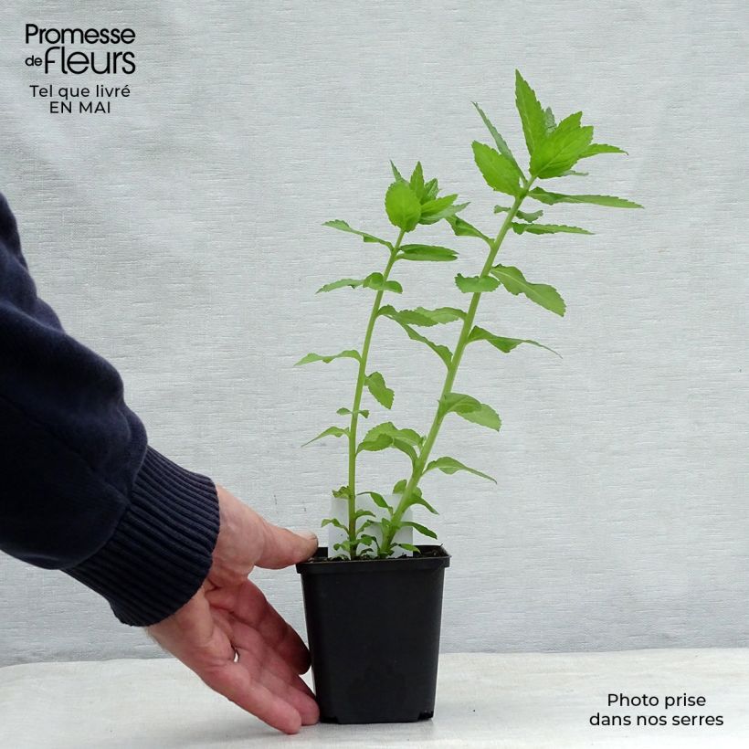 Campanula lactiflora Loddon Anna 7/8 cm pot sample as delivered in spring