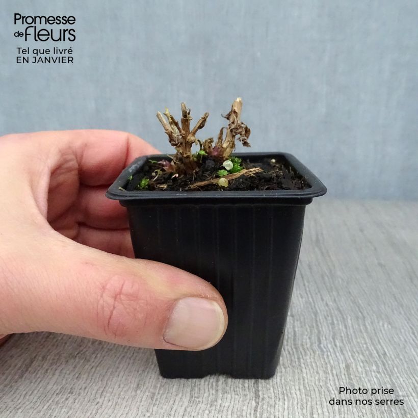 Campanula lactiflora Loddon Anna 7/8 cm pot sample as delivered in winter