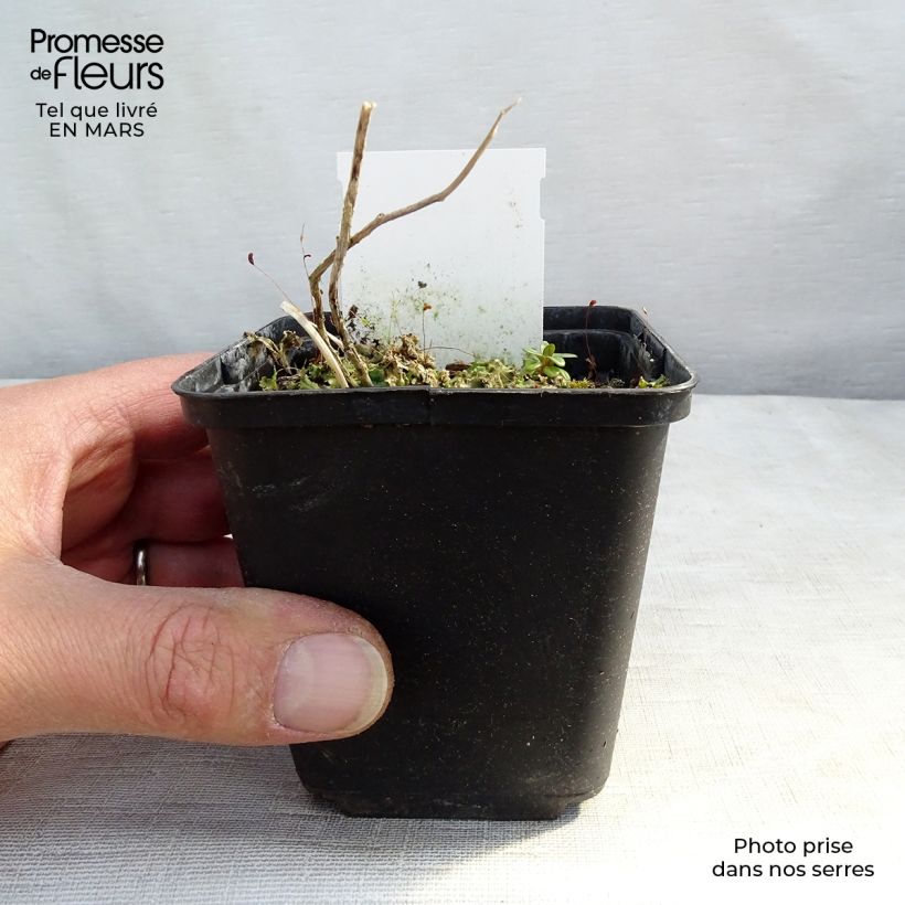 Campanula lactiflora Prichards variety 8/9 cm pot sample as delivered in winter