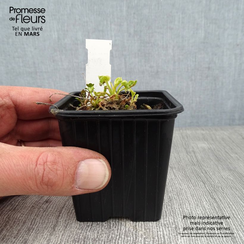 Campanula pyramidalis Alba 8/9 cm pot sample as delivered in winter