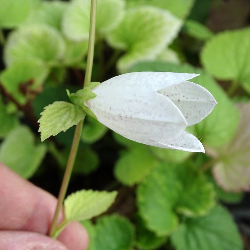 Campanula takesimana (Flowering)