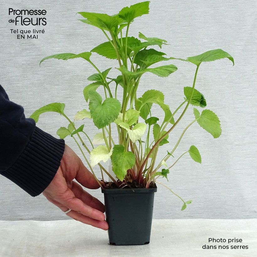 Campanula takesimana 8/9 cm pot sample as delivered in spring