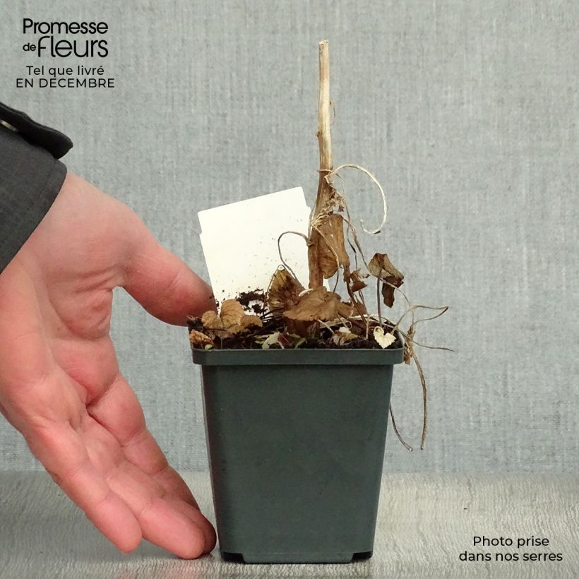 Campanula takesimana 8/9 cm pot sample as delivered in winter