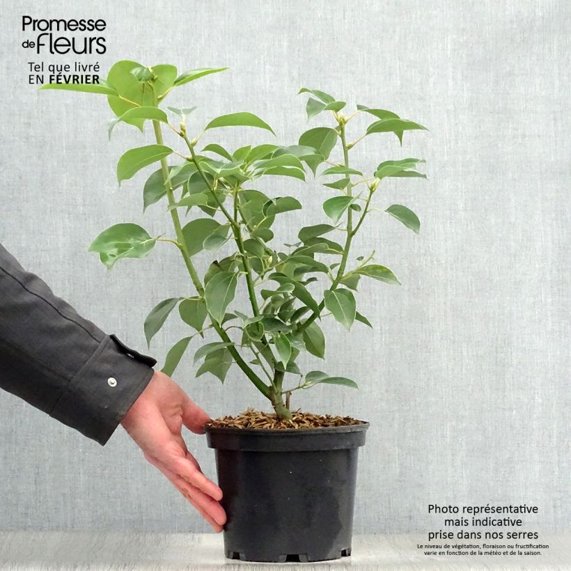 Cinnamomum camphora - Camphor tree 2L/3L pot sample as delivered in winter