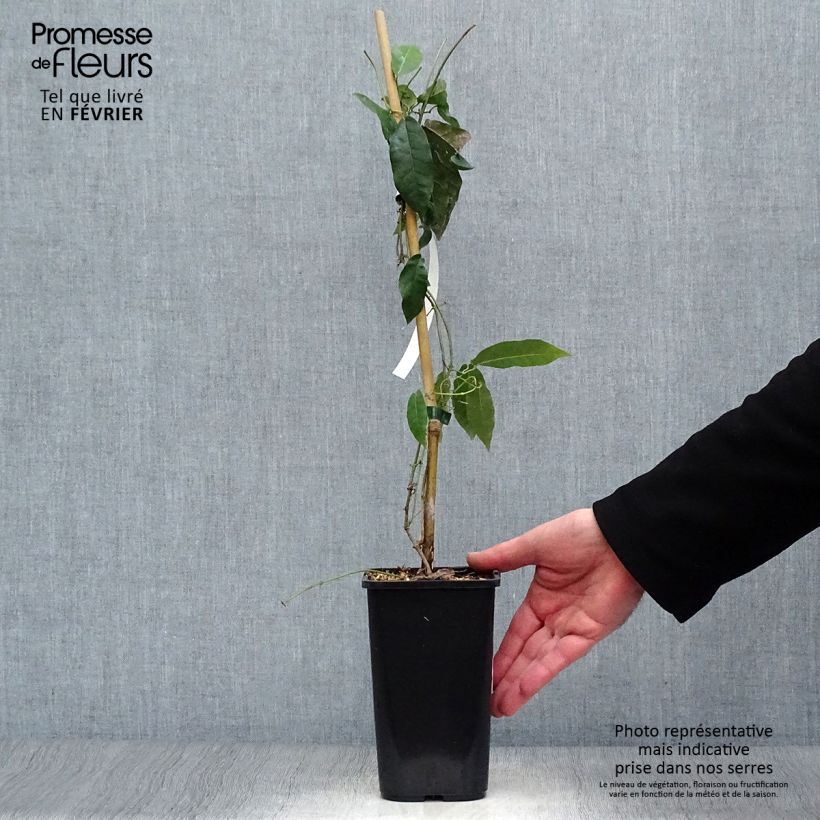 Campsis capreolata  1L/1.5L pot sample as delivered in winter