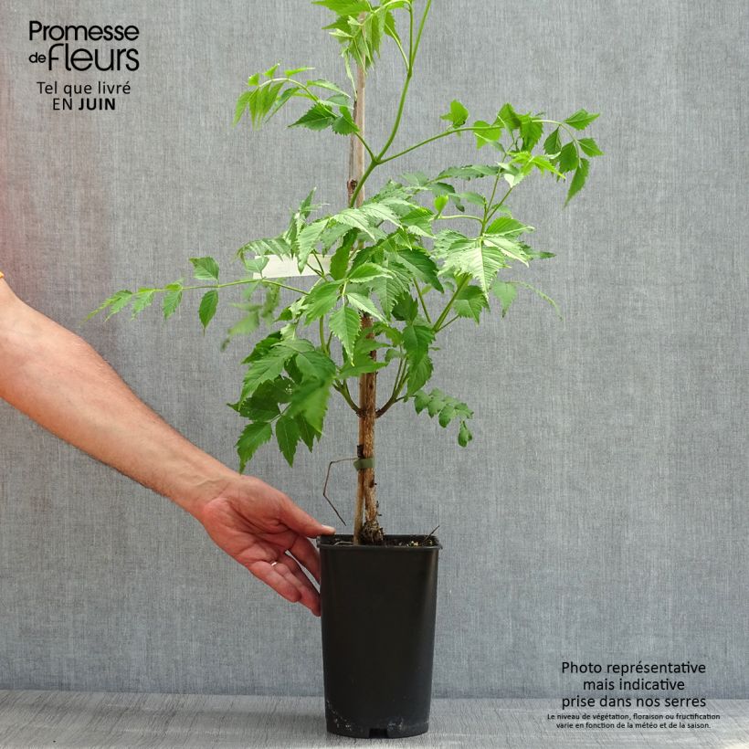 Campsis grandiflora  2L/3L pot sample as delivered in spring