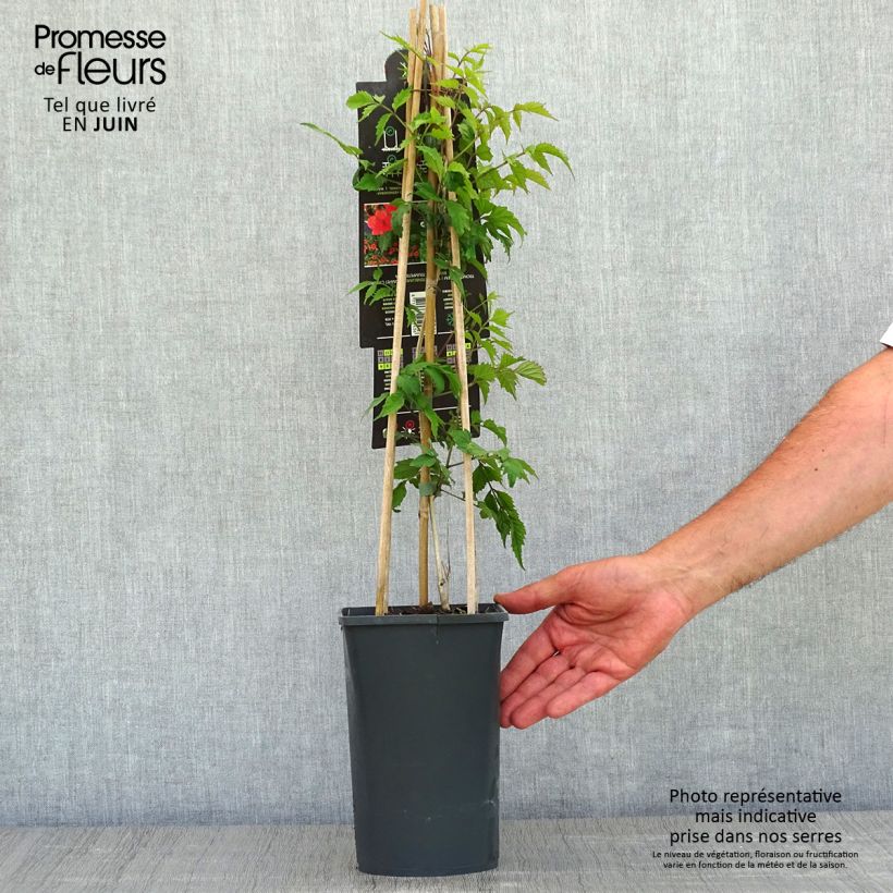 Campsis radicans  2L/3L pot sample as delivered in spring