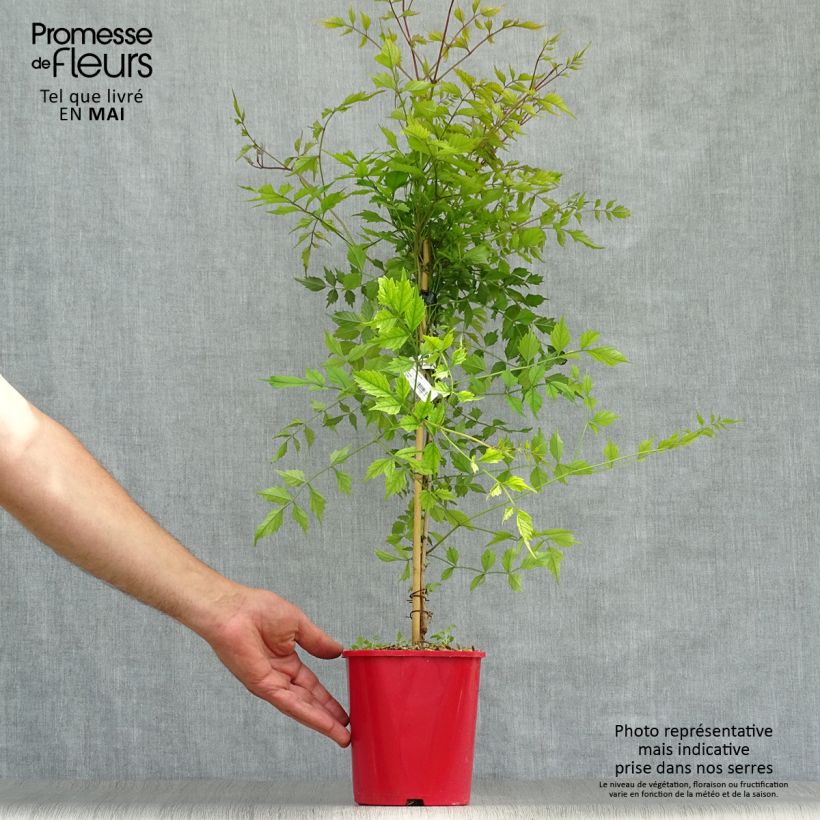 Campsis radicans Flamenco 2L/3L pot sample as delivered in spring