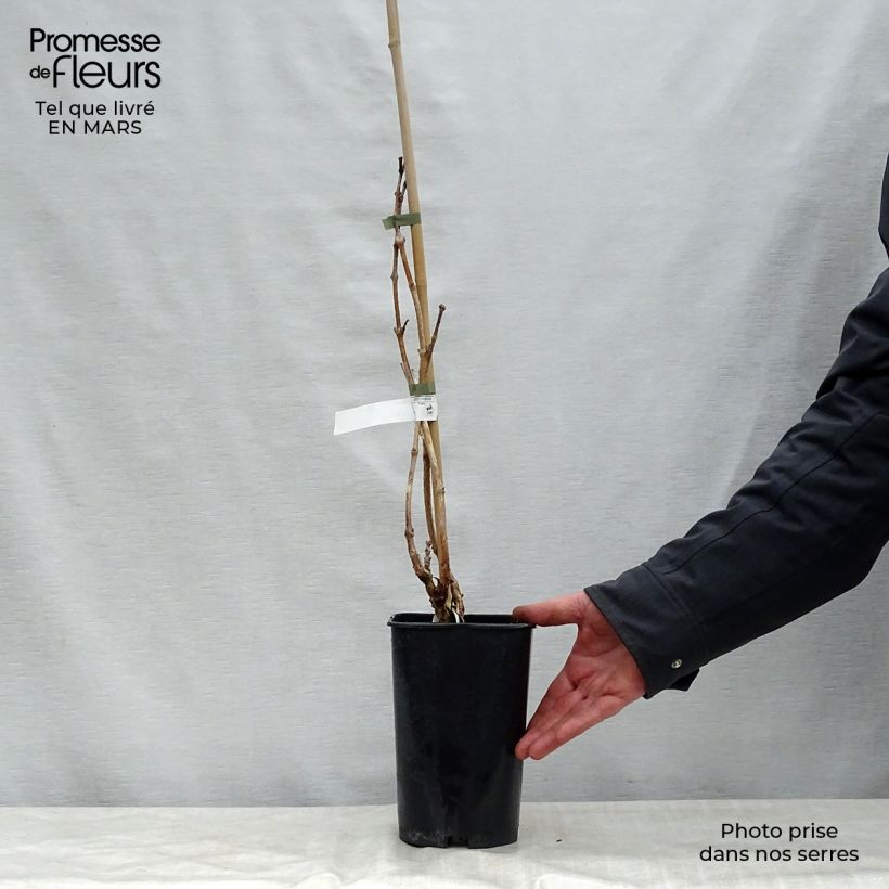 Campsis radicans Indian summer 2L/3L pot sample as delivered in spring