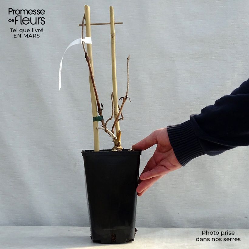 Campsis radicans Judy 2L/3L pot sample as delivered in spring