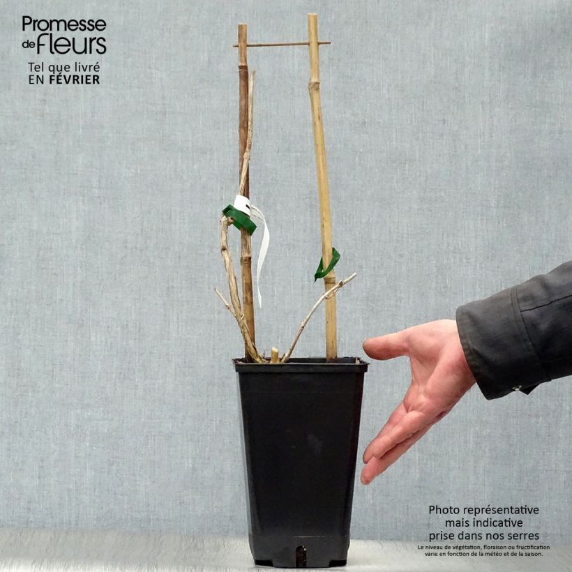 Campsis radicans Judy 2L/3L pot sample as delivered in winter