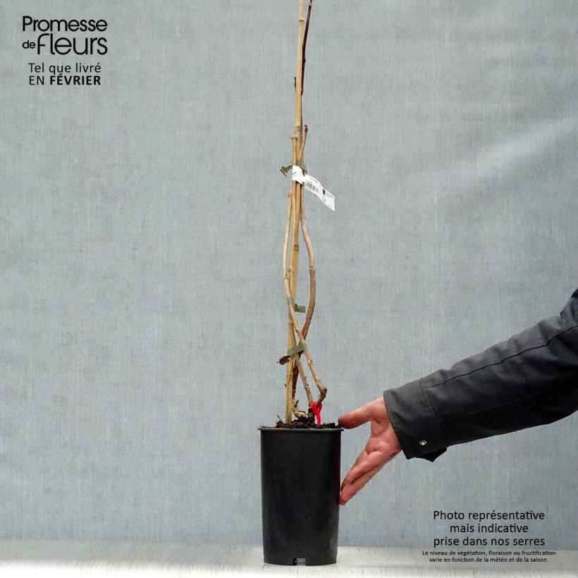 Campsis radicans Stromboli - Trumpet Vine 2L/3L pot sample as delivered in winter