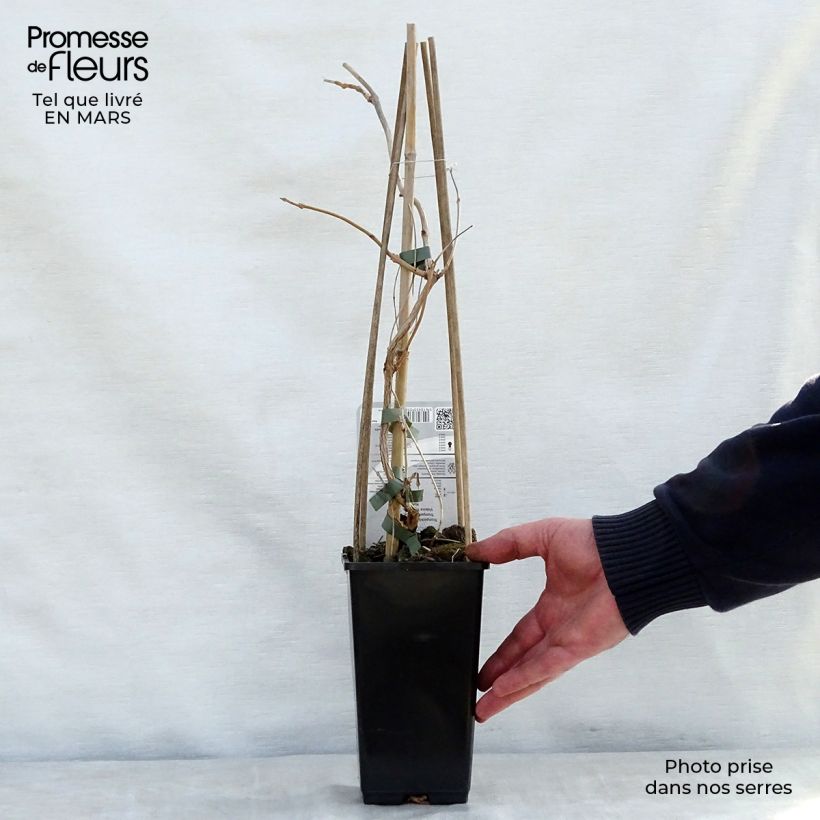 Campsis radicans Yellow Trumpet 2L/3L pot sample as delivered in spring