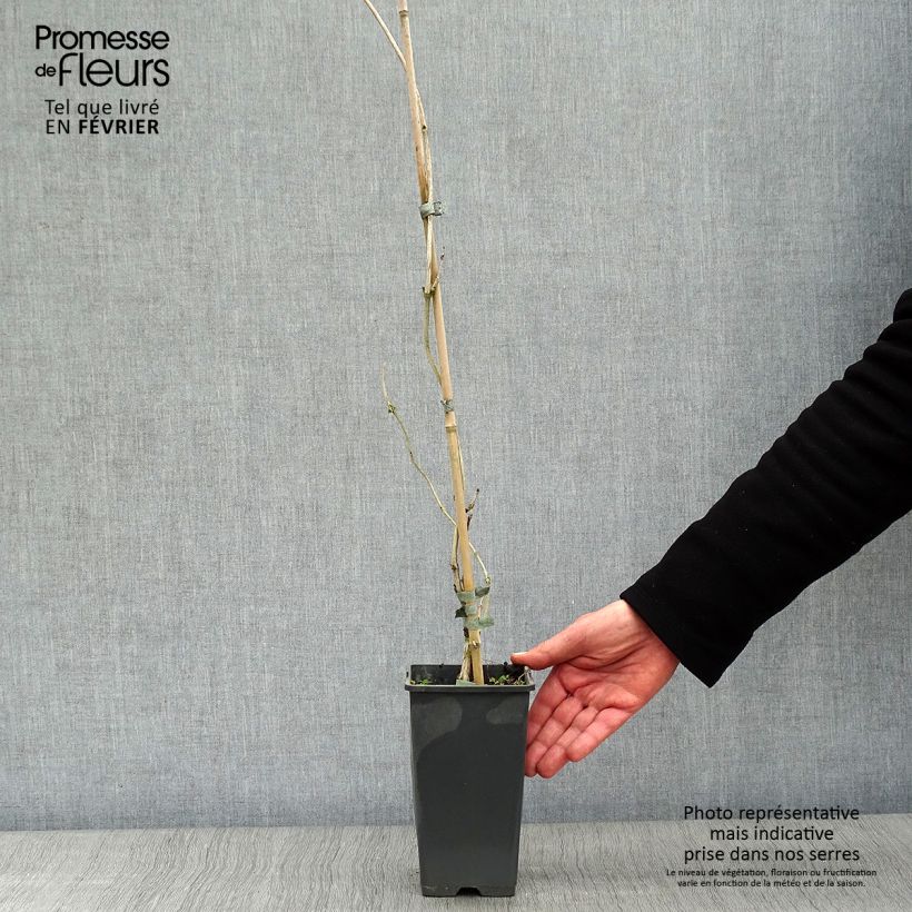 Campsis radicans Yellow Trumpet 2L/3L pot sample as delivered in winter