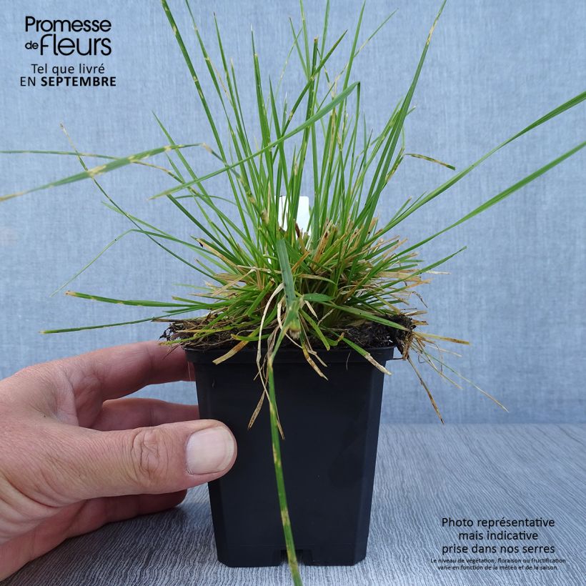 Deschampsia cespitosa Northern Lights 8/9 cm pot sample as delivered in autumn
