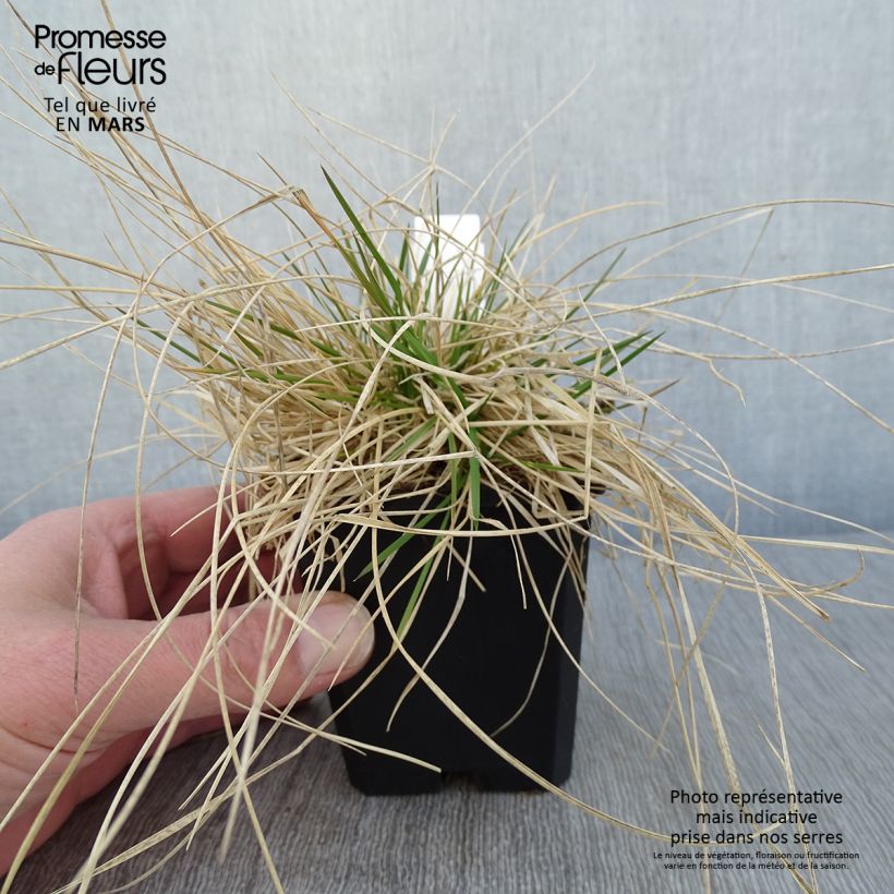 Deschampsia cespitosa Northern Lights 8/9 cm pot sample as delivered in winter