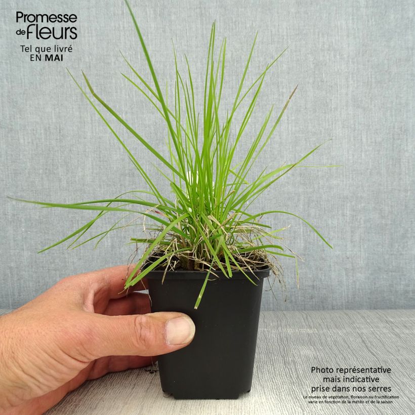 Deschampsia cespitosa Northern Lights 8/9 cm pot sample as delivered in spring