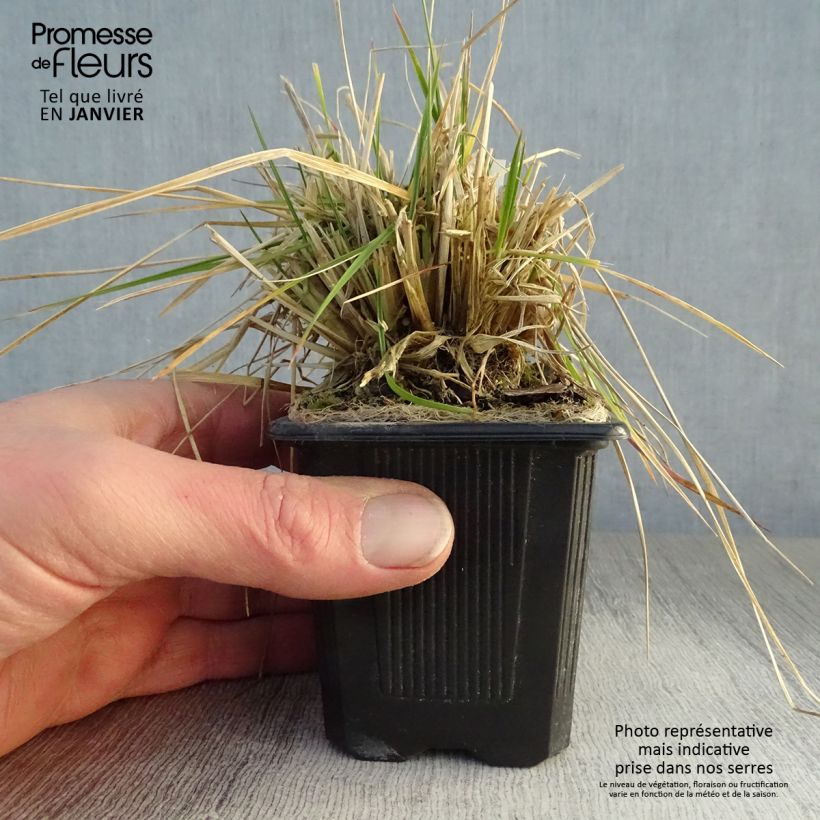 Deschampsia cespitosa Tauträger 8/9 cm pot sample as delivered in winter