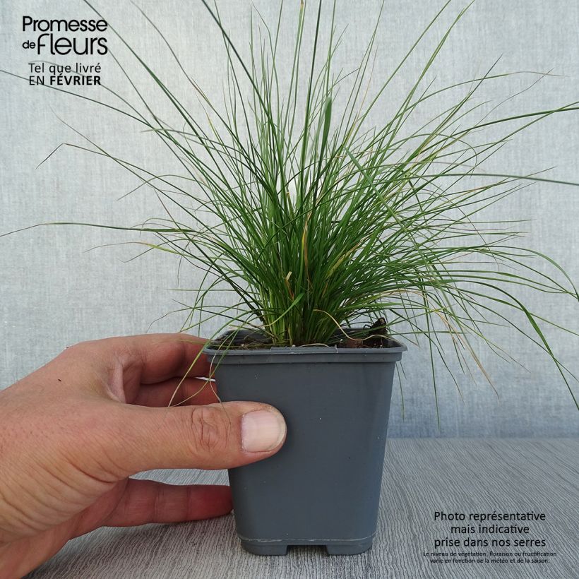Deschampsia cespitosa Vivipara 8/9 cm pot sample as delivered in autumn