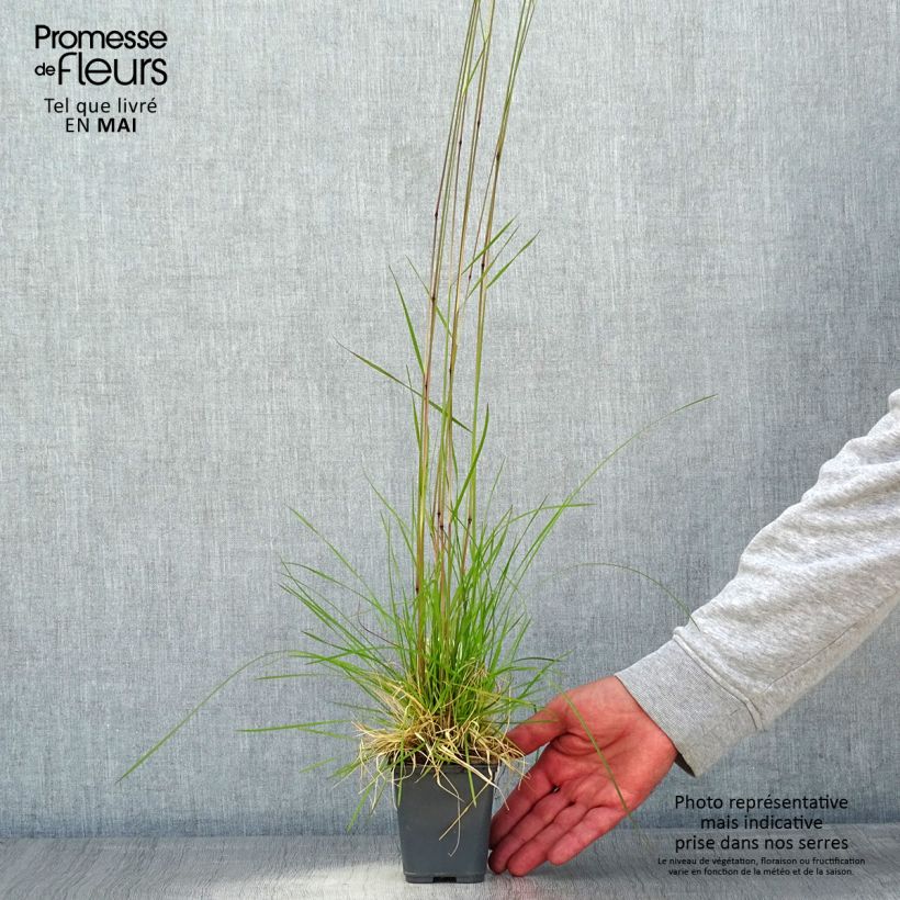 Deschampsia cespitosa Vivipara 8/9 cm pot sample as delivered in spring