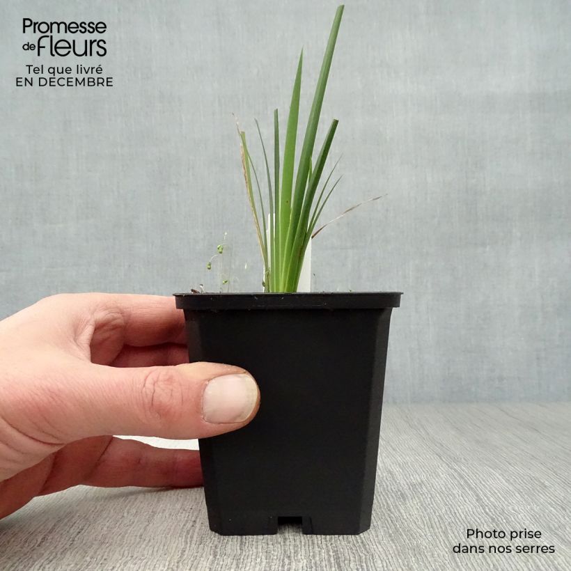 Dierama pulcherrimum 8/9 cm pot sample as delivered in winter