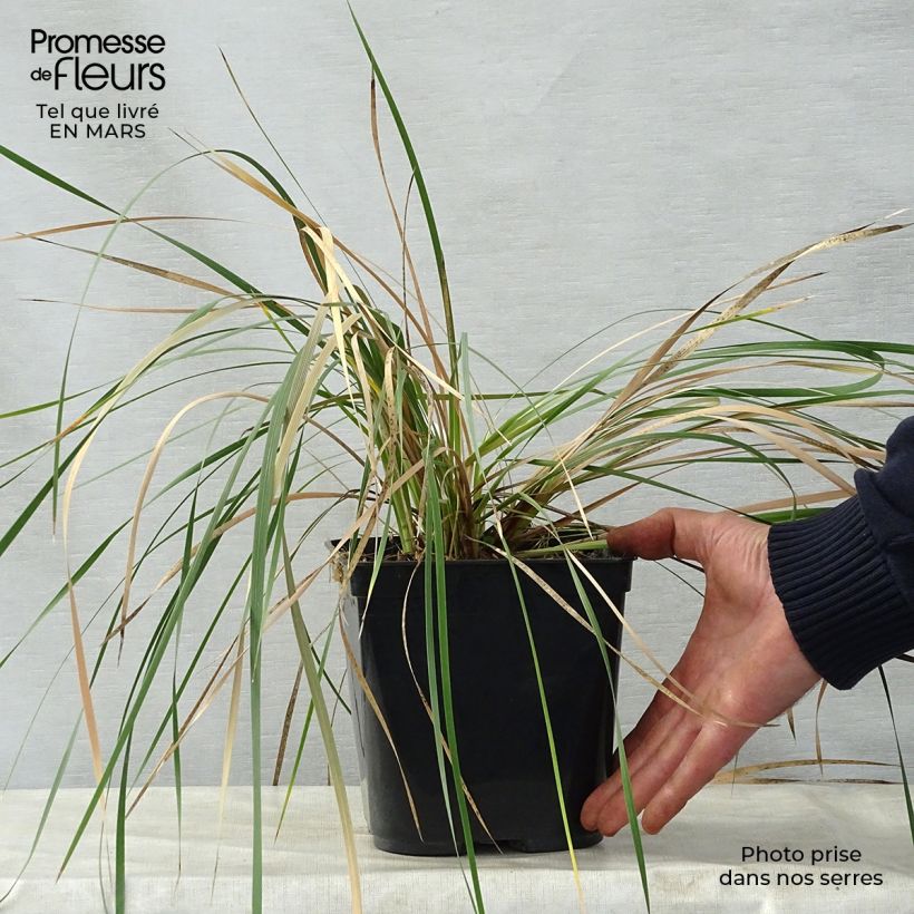 Dierama erectum Pink Rocket 2L/3L pot sample as delivered in spring