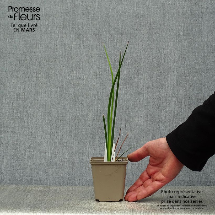 Dierama trichorhizum 8/9 cm pot sample as delivered in spring