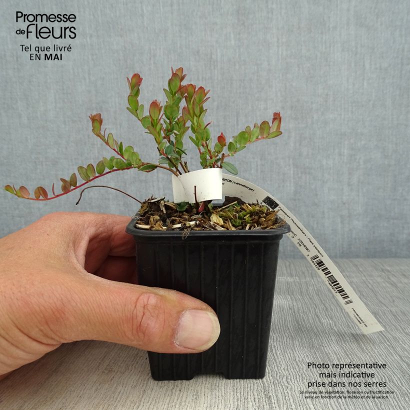 Vaccinium macrocarpon Pilgrim - Cranberry 8/9 cm pot sample as delivered in spring