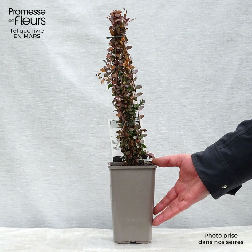 Cranberry - Vaccinium macrocarpon 1.5L/2L pot, Bush sample as delivered in spring