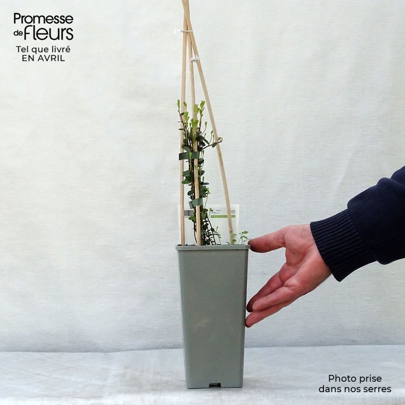 Vaccinium Early Black - Cranberry 1.5L/2L pot, Bush sample as delivered in spring