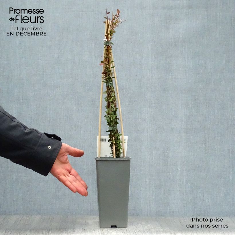 Vaccinium Early Black - Cranberry 1.5L/2L pot, Bush sample as delivered in winter