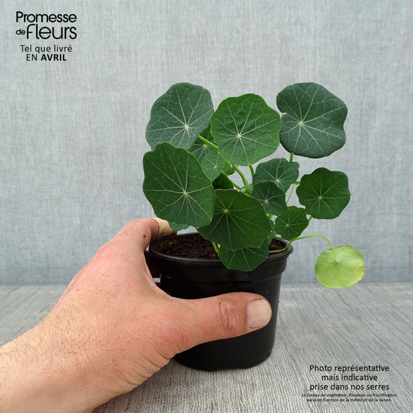 Tropaeolum Baby Rose - Nasturtium 8/9 cm pot sample as delivered in spring